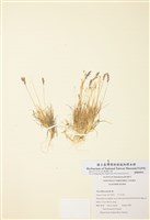 藏品(短縮早熟禾)的圖片